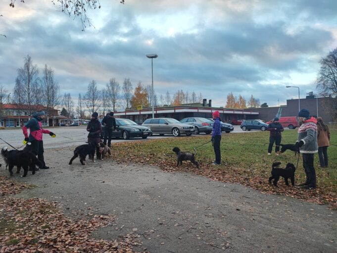 Kuvassa koiraharrastajat koirineen lähdössä kimppalenkille.