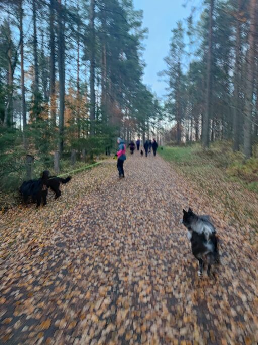 Kuvassa koiraporukka takaa päin kuvattuna
